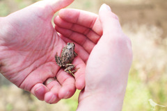 frog_hands