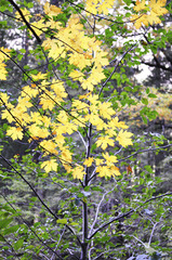leaves-yellow