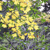 leaves-yellow