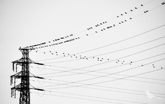 birds-wire