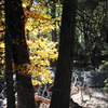 falls-yellowleaves