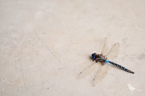 dragon fly