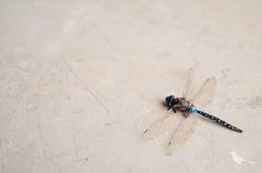 dragon fly