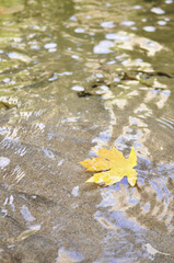 leavesinwater