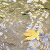 leavesinwater