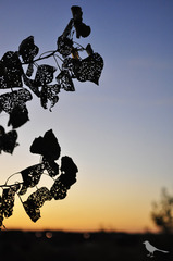 sunsetwithleaves