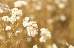 white-flowers