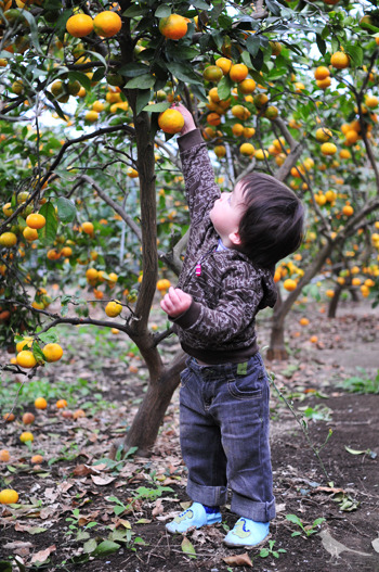 mikan_pick2