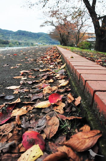 ochiba-ground