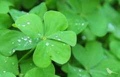 clover + rain drops