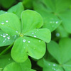 clover + rain drops