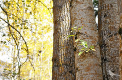 leaves-trees