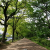 新緑の散歩道