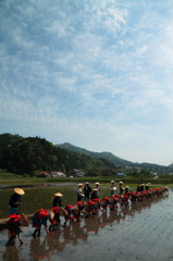 田植日和