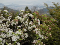 山頂より