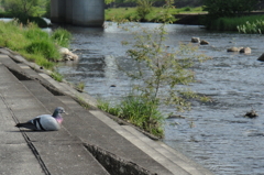 もの想いにふけるハト