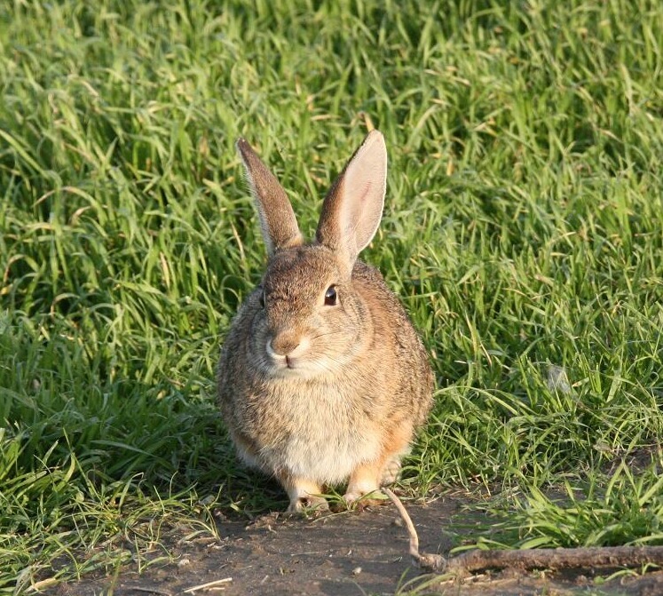 野うさぎちゃん、ハイポーズ