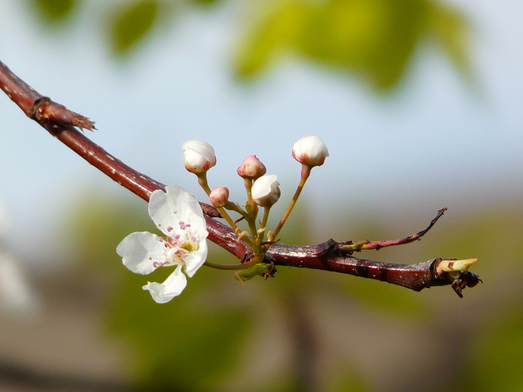 桜の様な、でも違う、何でしょう？