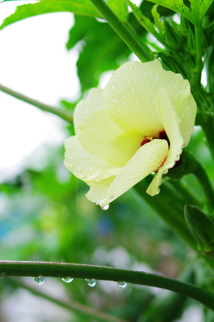 雨とOkra