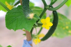 もうちょっとで食べごろ♪