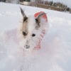 雪あずき