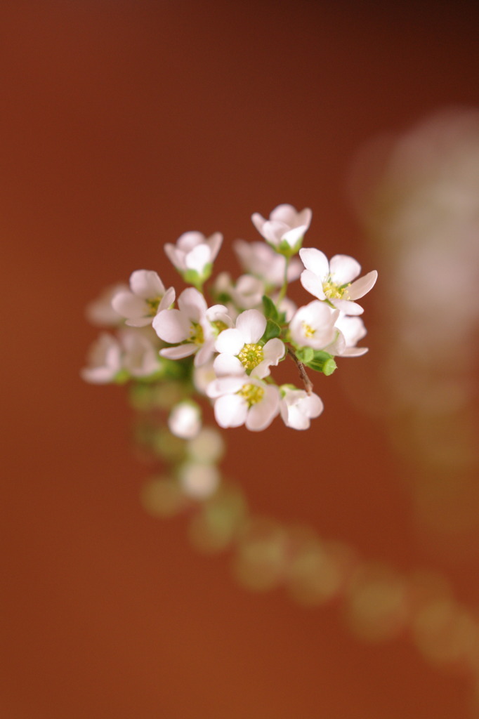 初めての花♪