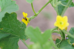 仕事する花
