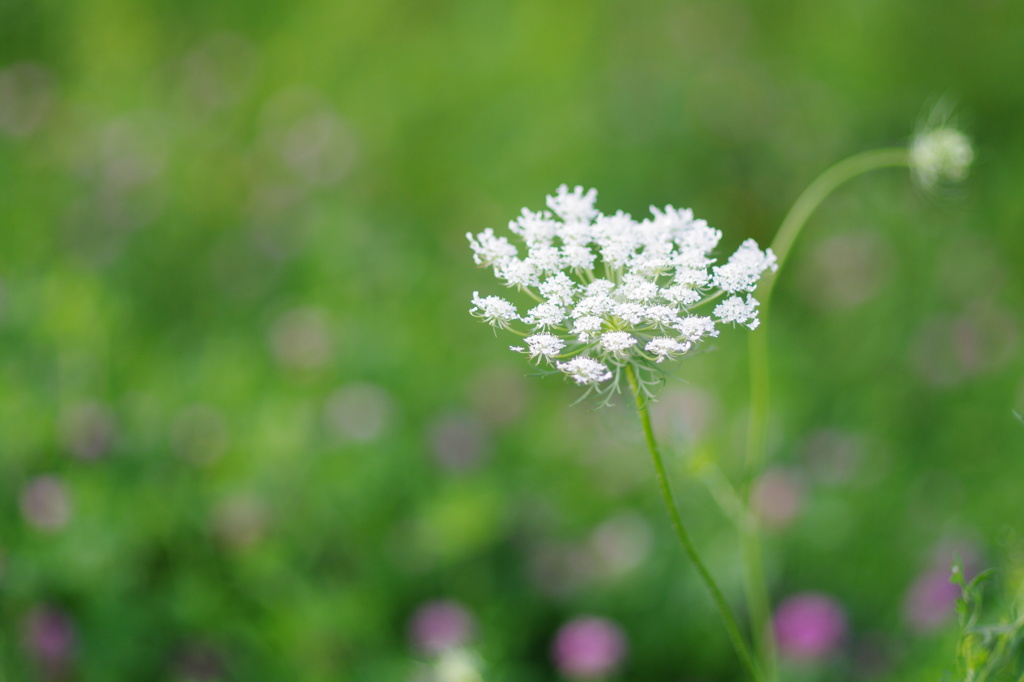 シシウドと引き立て約の花々