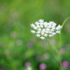 シシウドと引き立て約の花々