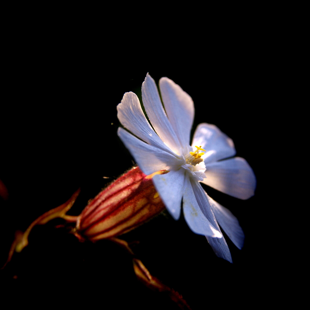 朝の光と白い花