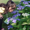 夏休みの朝と紫陽花