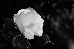 光を纏う白い花