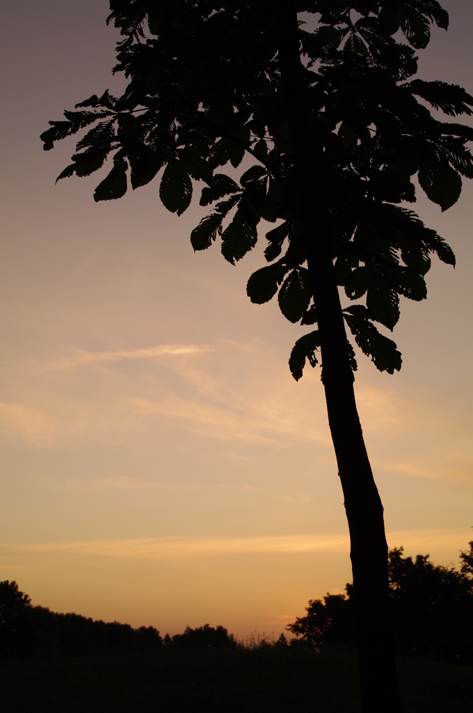 夏の夕暮れ橡の影