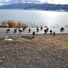 諏訪湖かも