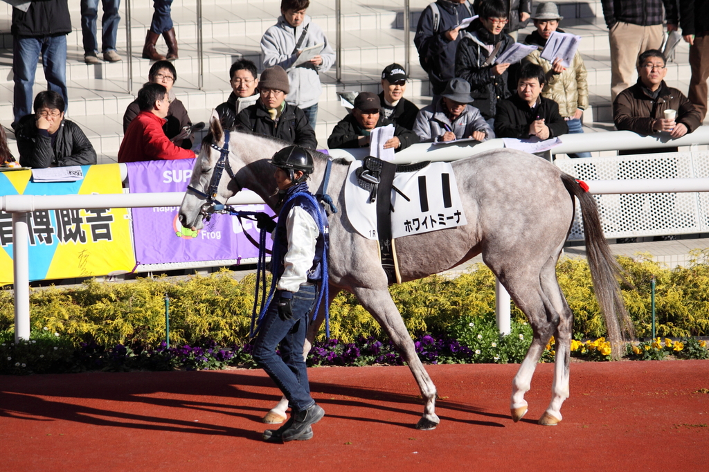 阪神競馬場 12/19