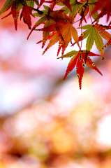 秋