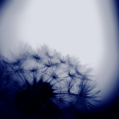 蒲公英