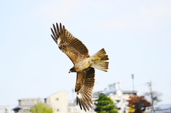 トビ