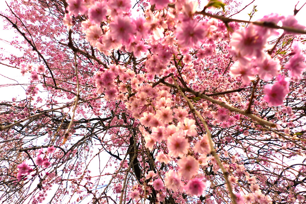 しだれ桜