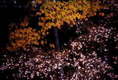 秋の桜