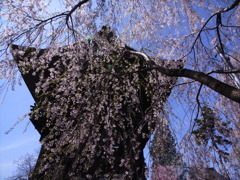 しだれ桜