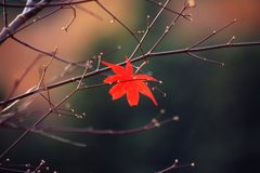 最後の一葉