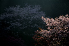 桜