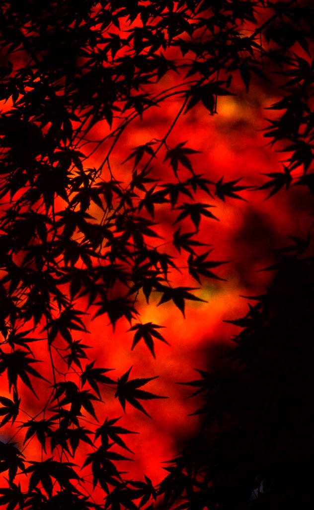 紅葉