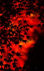 紅葉