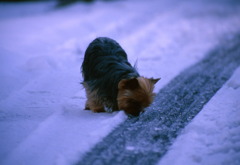 雪の朝