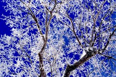 霧氷