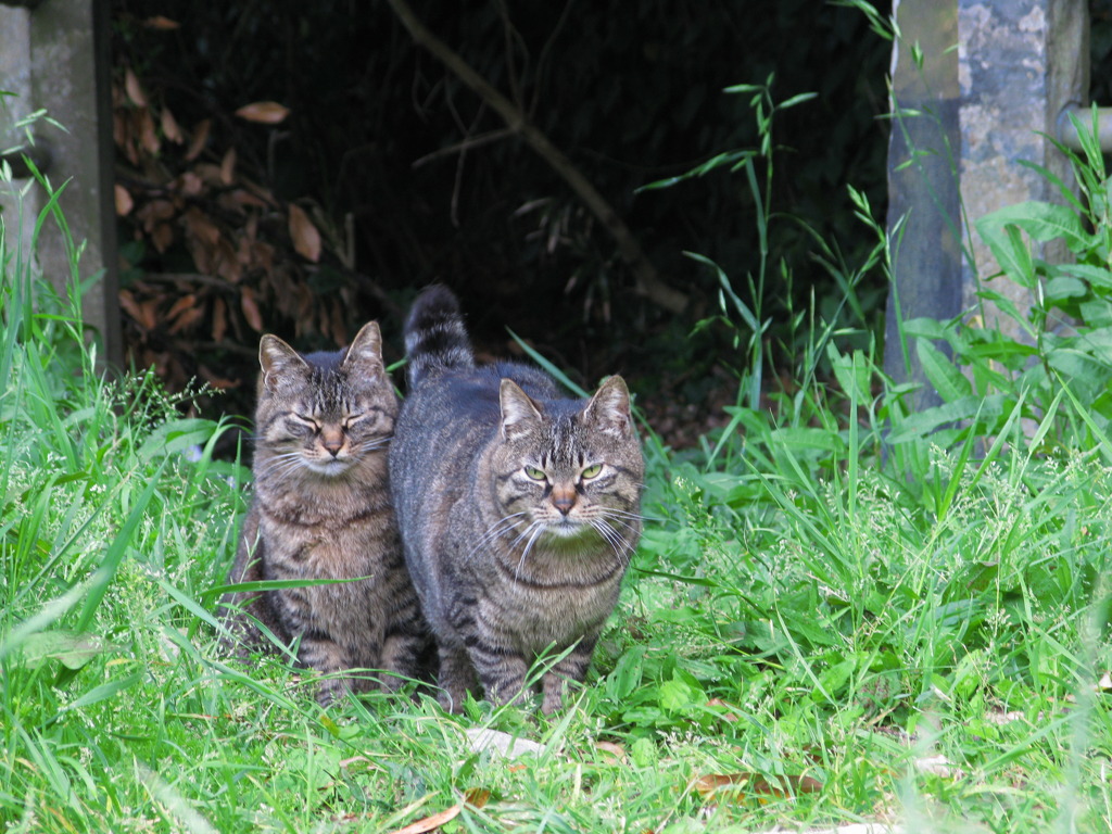 野良猫