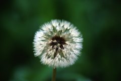 20080216849