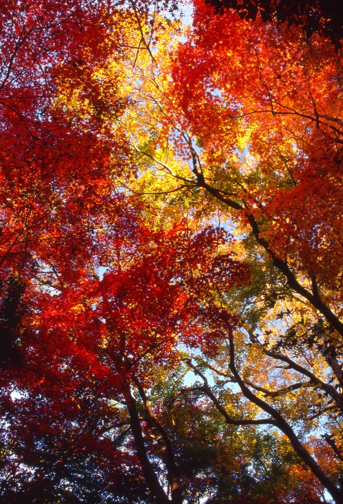 紅葉